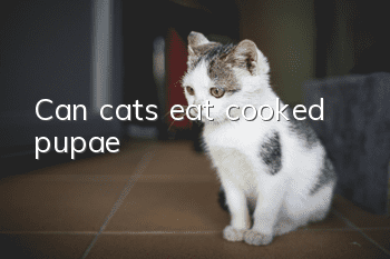 Can cats eat cooked pupae?