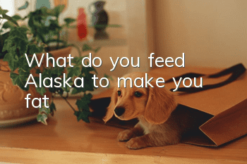 What do you feed Alaska to make you fat?