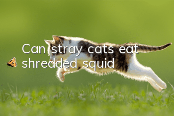 Can stray cats eat shredded squid?