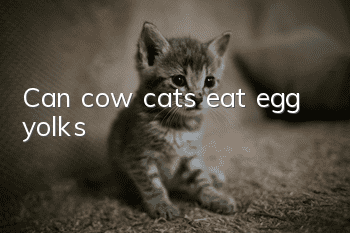 Can cow cats eat egg yolks?