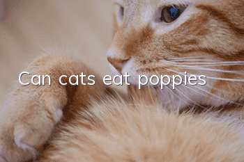 Can cats eat poppies?