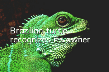 Brazilian turtle recognizes its owner