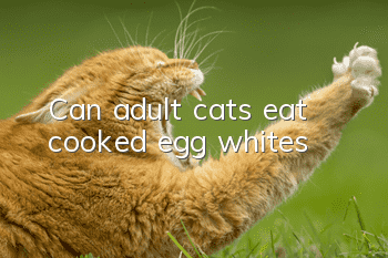 Can adult cats eat cooked egg whites?
