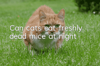 Can cats eat freshly dead mice at night?