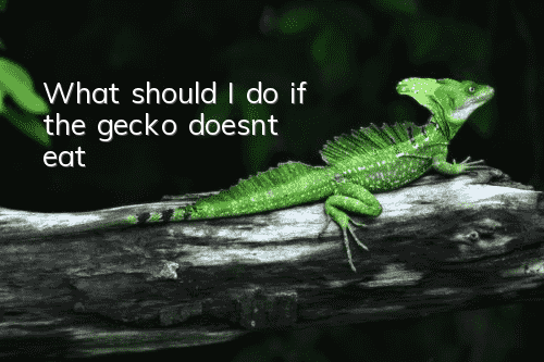 What should I do if the gecko doesn’t eat?