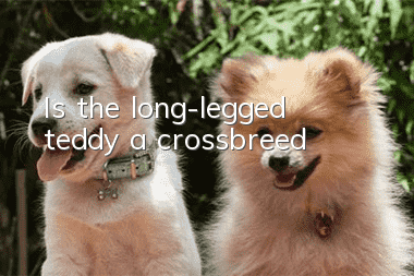 Is the long-legged teddy a crossbreed?