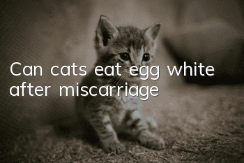 Can cats eat egg white after miscarriage?