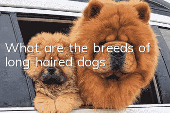 What are the breeds of long-haired dogs?