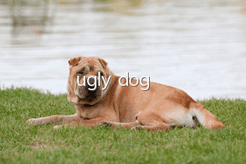 ugly dog