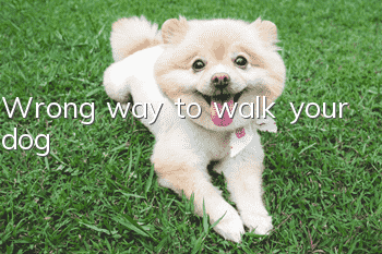 Wrong way to walk your dog