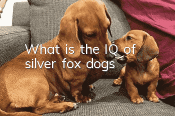 What is the IQ of silver fox dogs?