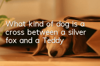 What kind of dog is a cross between a silver fox and a Teddy?