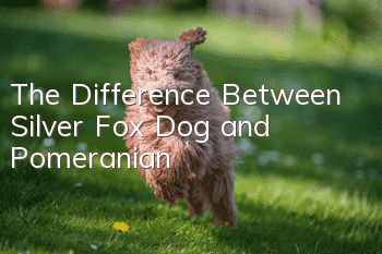 The Difference Between Silver Fox Dog and Pomeranian