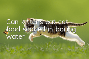 Can kittens eat cat food soaked in boiling water?