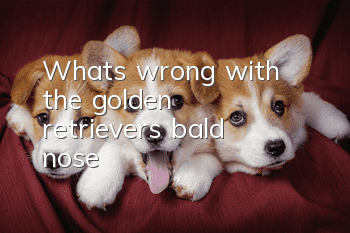 What's wrong with the golden retriever's bald nose?