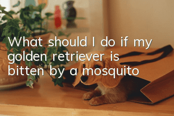 What should I do if my golden retriever is bitten by a mosquito?