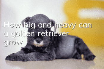 How big and heavy can a golden retriever grow?