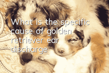 What is the specific cause of golden retriever ear discharge?