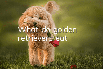What do golden retrievers eat?