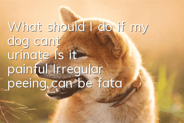 What should I do if my dog ​​can’t urinate? Is it painful? Irregular peeing can be fatal?