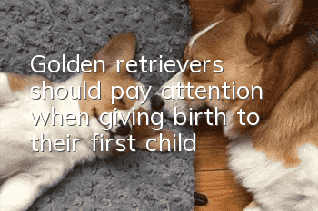 Golden retrievers should pay attention when giving birth to their first child