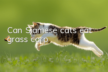 Can Siamese cats eat grass carp?