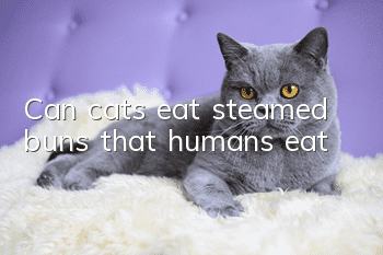Can cats eat steamed buns that humans eat?