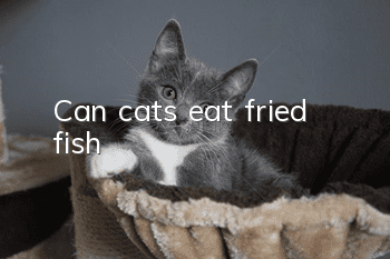 Can cats eat fried fish?