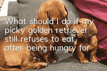 What should I do if my picky golden retriever still refuses to eat after being hungry for two days?