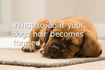 What to do if your dog’s hair becomes tangled?