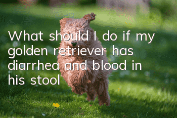 What should I do if my golden retriever has diarrhea and blood in his stool?
