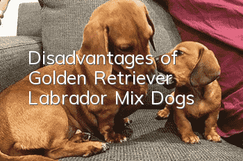 Disadvantages of Golden Retriever Labrador Mix Dogs