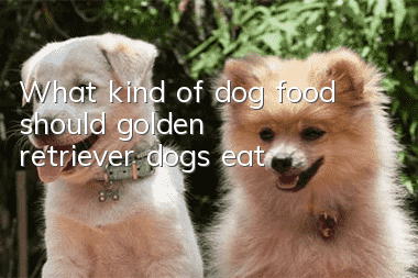 What kind of dog food should golden retriever dogs eat?
