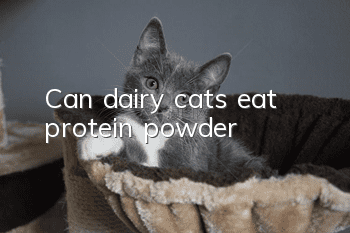 Can dairy cats eat protein powder?