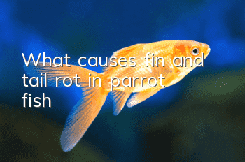 What causes fin and tail rot in parrot fish?