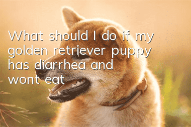 What should I do if my golden retriever puppy has diarrhea and won’t eat?
