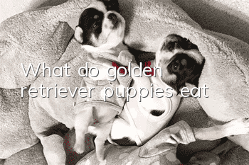 What do golden retriever puppies eat?