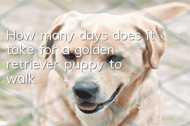 How many days does it take for a golden retriever puppy to walk?
