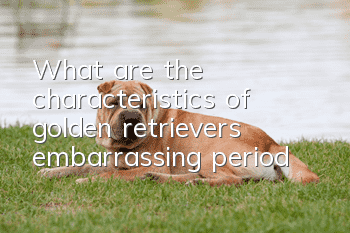 What are the characteristics of golden retriever’s embarrassing period?