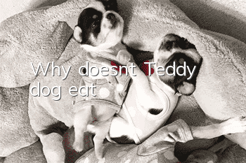 Why doesn't Teddy dog eat?