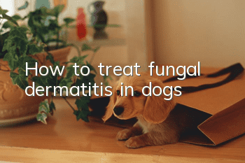 How to treat fungal dermatitis in dogs