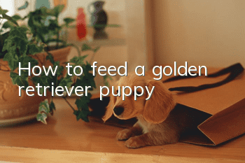 How to feed a golden retriever puppy