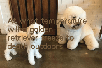 At what temperature will a golden retriever freeze to death outdoors?