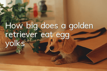 How big does a golden retriever eat egg yolks?