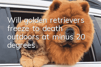 Will golden retrievers freeze to death outdoors at minus 20 degrees?