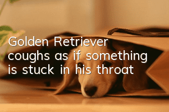 Golden Retriever coughs as if something is stuck in his throat