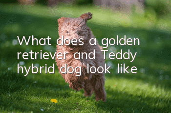 What does a golden retriever and Teddy hybrid dog look like?
