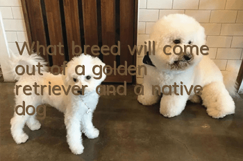 What breed will come out of a golden retriever and a native dog?