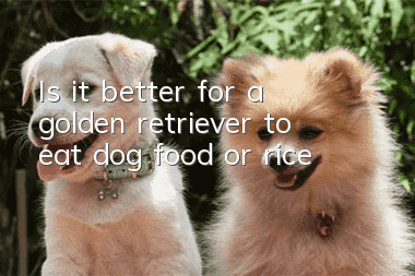 Is it better for a golden retriever to eat dog food or rice?