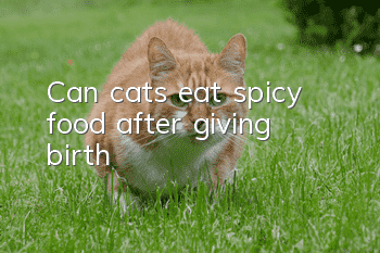 Can cats eat spicy food after giving birth?